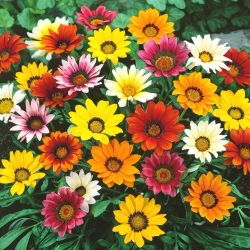 Gazania wielkokwiatowa - 125 nasion