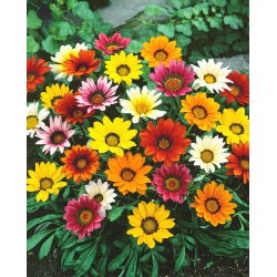 Gazania wielkokwiatowa - 125 nasion