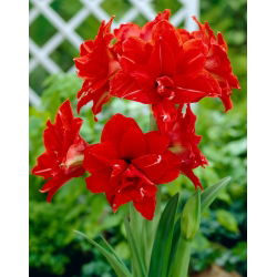 Hipeastrum - Amarylis - Red Peacock - 1 cebula