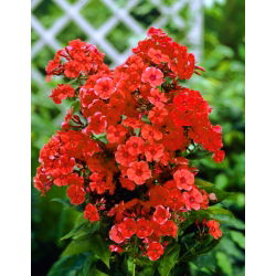 Floks (Phlox) - Płomyk wiechowaty pomarańczowy - 1 kłącze