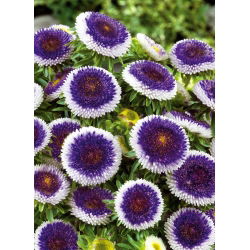 Aster chiński Blue Moon - 250 nasion