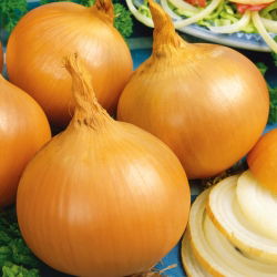 Cebula Yellow Sweet Spanish - słodka, hiszpańska cebula - 1250 nasion