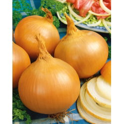 Cebula Yellow Sweet Spanish - słodka, hiszpańska cebula - 1250 nasion