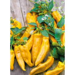 Papryka Corno di Toro Giallo - słodka, żółta