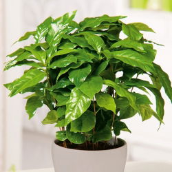 Kawa arabska - 6 nasion