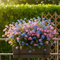 Niezapominajka alpejska różowa i niebieska - zestaw 2 odmian nasion