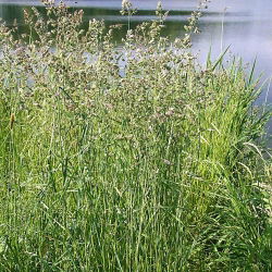 Kupkówka pospolita Berta - 5 kg