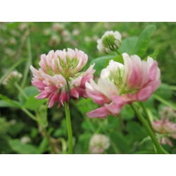 Koniczyna szwedzka Menta - 5 kg