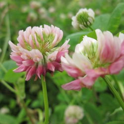 Koniczyna szwedzka Menta - 5 kg