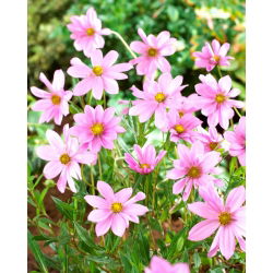 Kosmos jasnoróżowy - Flamingo