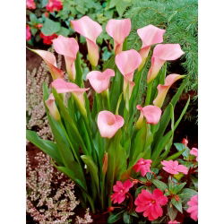 Calla Rehmannii