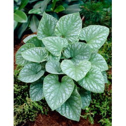 Brunera Silver Wings - Brunnera Macrophylla Silver Wings- 1 szt.
