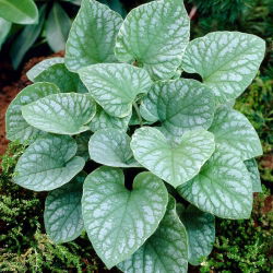 Brunera Silver Wings - Brunnera Macrophylla Silver Wings- 1 szt.