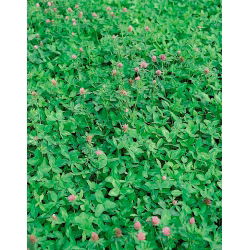 Koniczyna łąkowa Nike - 10 kg