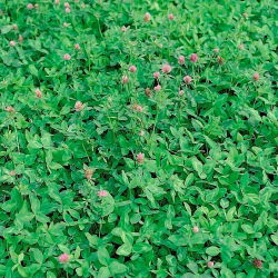 Koniczyna łąkowa Nike - 10 kg