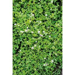 Koniczyna perska DS Magic - 0,5 kg