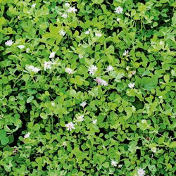 Koniczyna perska DS Magic - 1 kg