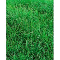 Życica trwała 4N Solen C1 - 5 kg