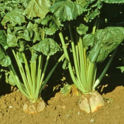 Burak pastewny wielokiełkowy Zentaur Poly - biały - 0,5 kg