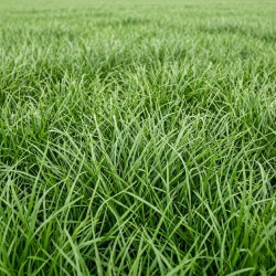 Życica trwała 4N Solen C1 - 5 kg