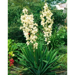 Juka karolińska - Yucca filamentosa - 1 kłącze