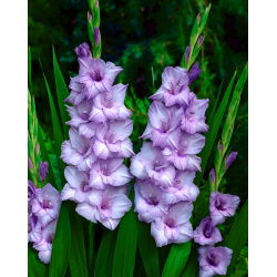 Mieczyk Blue Tropic - 5 szt.