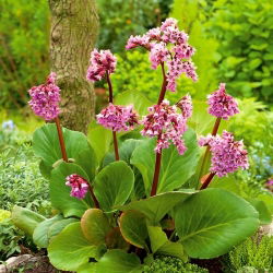 Bergenia Purpurea