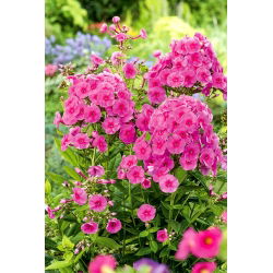 Floks (Phlox) - Płomyk wiechowaty - Cosmopolitan - 1 szt.