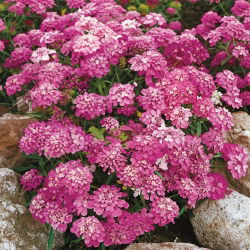 Ubiorek baldaszkowy Rosa Cardinal - różowy