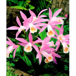 Storczyk ogrodowy - Pleione formosana - 1 bulwa