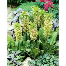 Eukomis dwubarwny - Eucomis bicolor - 2 cebule