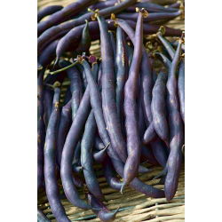Fasola szparagowa, karłowa - Purple Teepee - 100 nasion