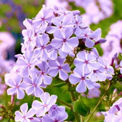 Floks (Phlox) - Płomyk wiechowaty - All In One - 1 kłącze