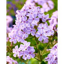 Floks (Phlox) - Płomyk wiechowaty - All In One - 1 kłącze