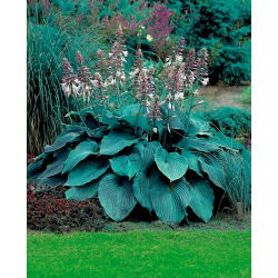 Funkia - Hosta Blue Angel - 1 kłącze