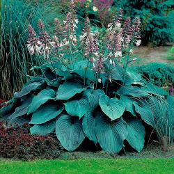 Funkia - Hosta Blue Angel - 1 kłącze