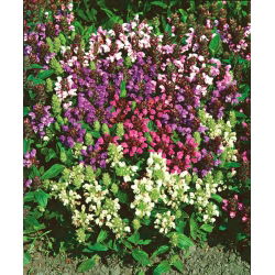 Głowienka wielkokwiatowa - 50 nasion