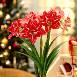 Hippeastrum, Amarylis, Zwartnica - Pasadena - 1 cebula