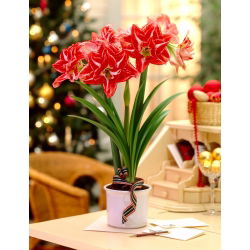 Hippeastrum, Amarylis, Zwartnica - Pasadena - 1 cebula