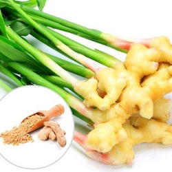 Imbir - Zingiber - do uprawy w domu i w ogrodzie - 1 kłącze