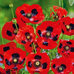 Mak biedronkowy Ladybird - 3080 nasion