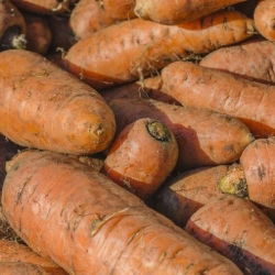 Marchew pastewna Krystyna - 200 g