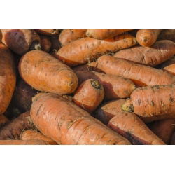 Marchew pastewna Krystyna - 200 g