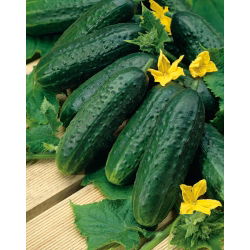 Ogórek Nadusha F1 - gruntowy, konserwowy, odmiana holenderska - 40 nasion