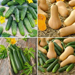 Ogórek, cukinia, dynia - zestaw 3 odmian nasion warzyw