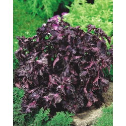 Pachnotka zwyczajna - 200 nasion