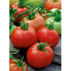 BIO Pomidor gruntowy - ACE 55 VF - Certyfikowane nasiona ekologiczne