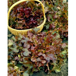 BIO Sałata liściowa - Red Salad Bowl - Certyfikowane nasiona ekologiczne