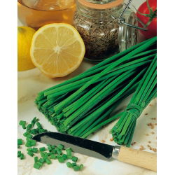 Szczypiorek ogrodowy Prager - doskonały do uprawy w gruncie - 1700 nasion