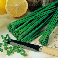 Szczypiorek ogrodowy Prager - doskonały do uprawy w gruncie - 1700 nasion